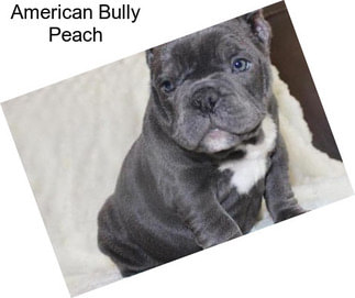 American Bully Peach