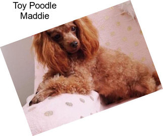 Toy Poodle Maddie