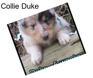 Collie Duke