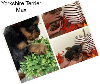 Yorkshire Terrier Max