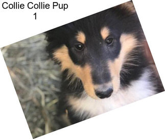 Collie Collie Pup 1