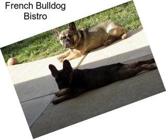 French Bulldog Bistro