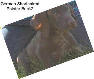 German Shorthaired Pointer Buck2