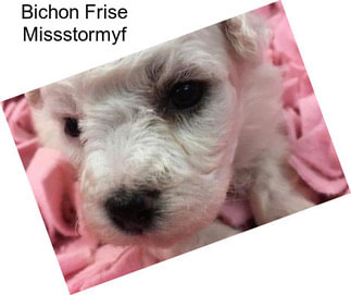 Bichon Frise Missstormyf