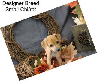 Designer Breed Small Chi/rat