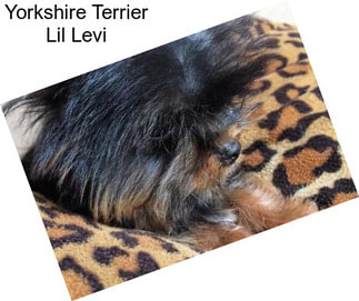 Yorkshire Terrier Lil Levi