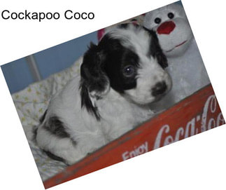 Cockapoo Coco
