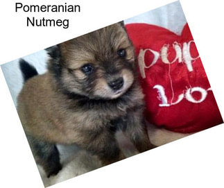 Pomeranian Nutmeg