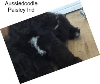 Aussiedoodle Paisley Ind