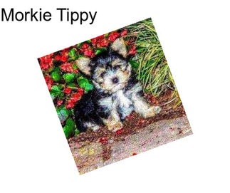 Morkie Tippy