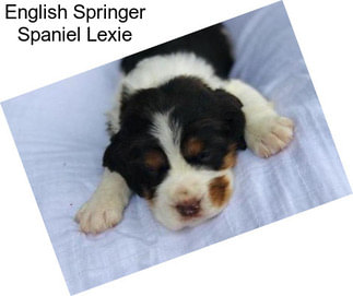 English Springer Spaniel Lexie