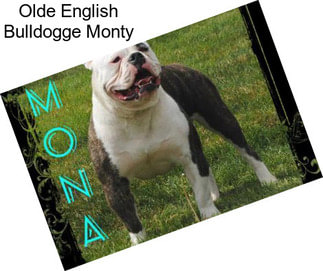 Olde English Bulldogge Monty
