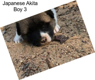 Japanese Akita Boy 3