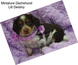 Miniature Dachshund Litl Destiny