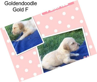 Goldendoodle Gold F