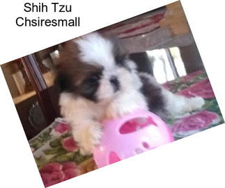 Shih Tzu Chsiresmall