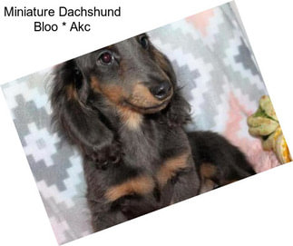 Miniature Dachshund Bloo * Akc