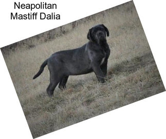 Neapolitan Mastiff Dalia