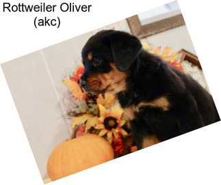 Rottweiler Oliver (akc)