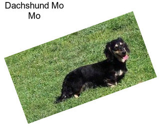 Dachshund Mo Mo