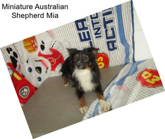 Miniature Australian Shepherd Mia