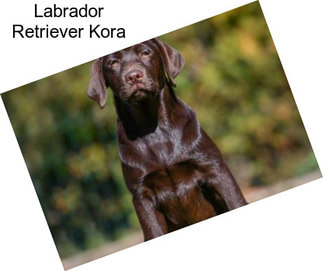 Labrador Retriever Kora