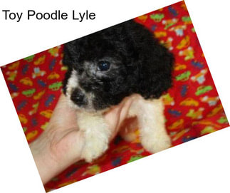 Toy Poodle Lyle