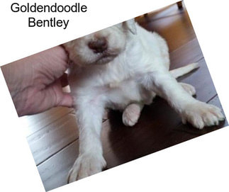 Goldendoodle Bentley