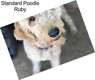 Standard Poodle Ruby