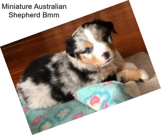 Miniature Australian Shepherd Bmm