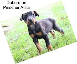 Doberman Pinscher Atilla