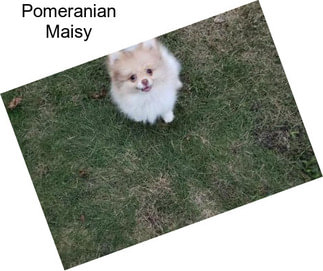 Pomeranian Maisy