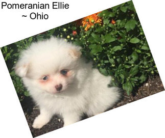 Pomeranian Ellie ~ Ohio