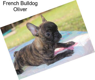 French Bulldog Oliver