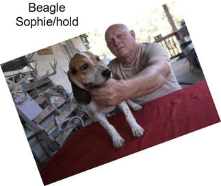 Beagle Sophie/hold