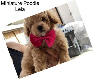 Miniature Poodle Leia