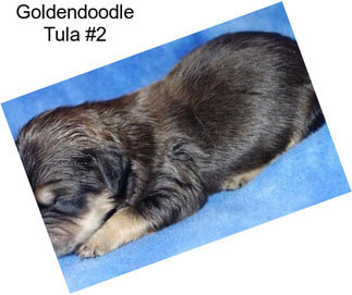 Goldendoodle Tula #2