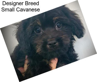 Designer Breed Small Cavanese