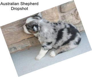 Australian Shepherd Dropshot