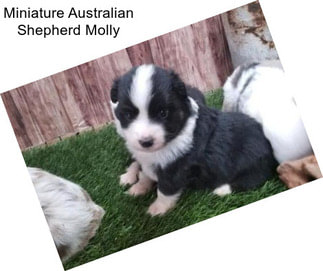 Miniature Australian Shepherd Molly