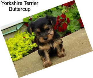 Yorkshire Terrier Buttercup