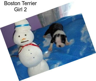 Boston Terrier Girl 2