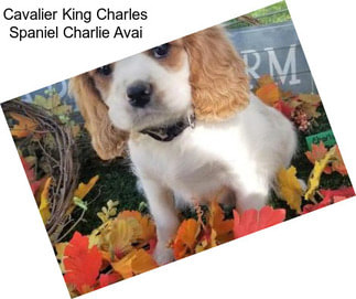 Cavalier King Charles Spaniel Charlie Avai