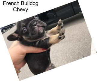 French Bulldog Chevy