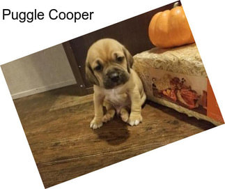 Puggle Cooper