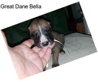 Great Dane Bella