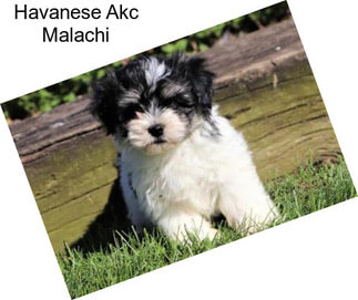 Havanese Akc Malachi