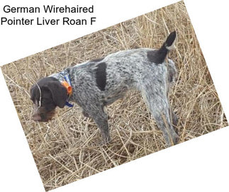 German Wirehaired Pointer Liver Roan F