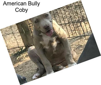 American Bully Coby