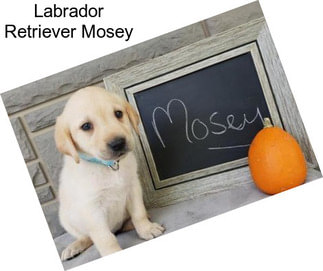 Labrador Retriever Mosey